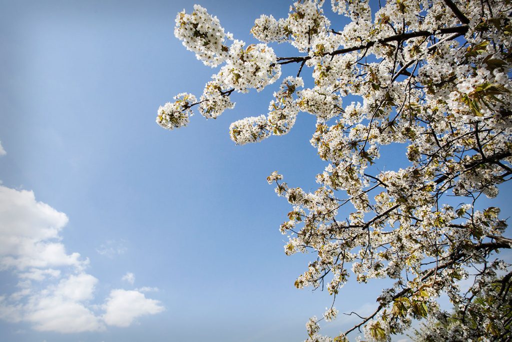 En vacker blomning av träd under en vacker blå himmel